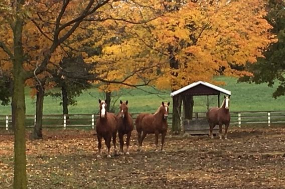 fall scene of horses in wooded area