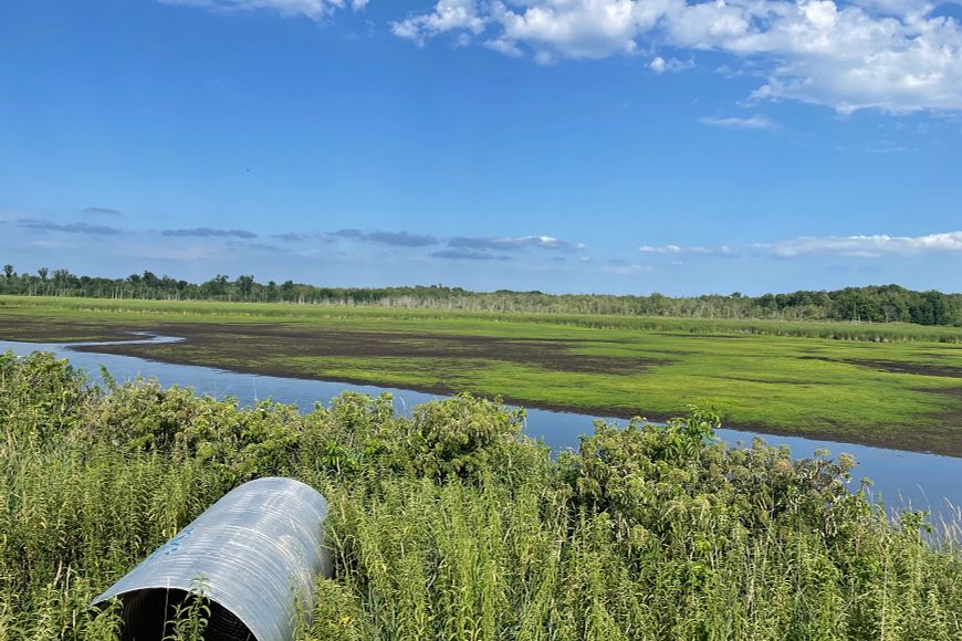 A large metal culvert sits in tall green grass on the front edge of a wetland. Standing water is seen in the middle of the grassy marsh. 