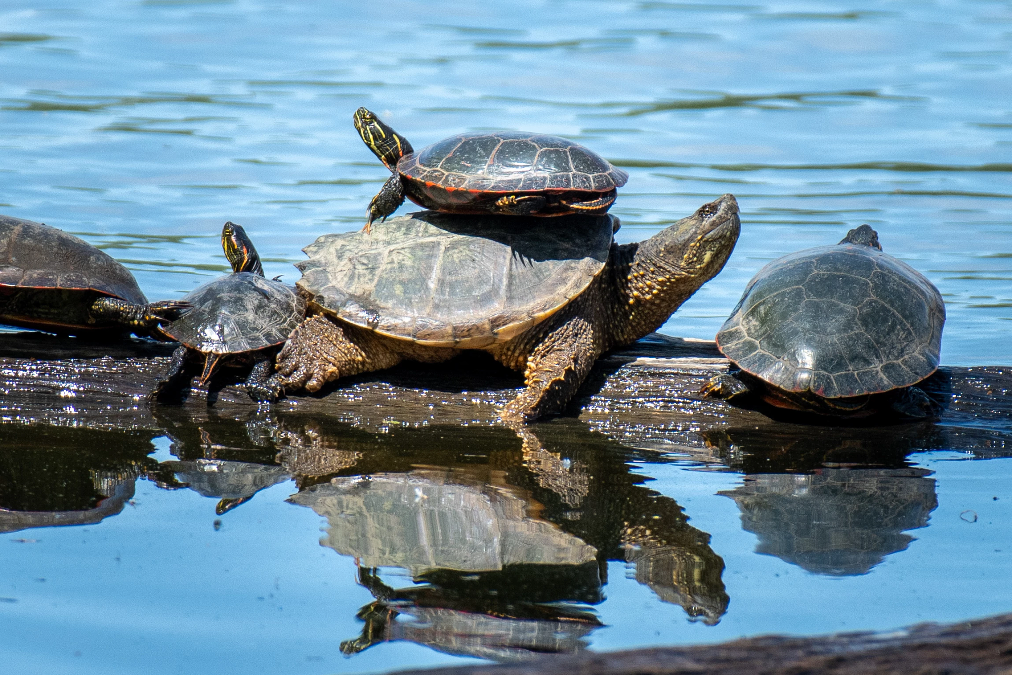 Four painted turtles and one snapping turtle sun themselves on a log.