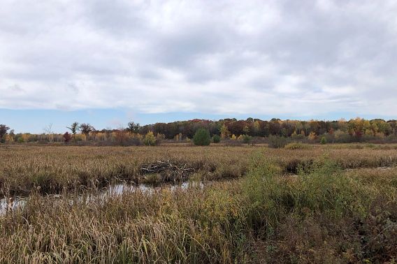 A creek runs through Sandhill Wildlife Area during the fall.