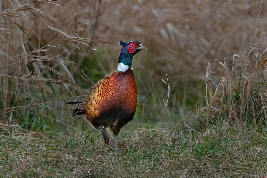 A vibrant ring-necked pheasant stands in a grassy field with tall, dry reeds in the background.
