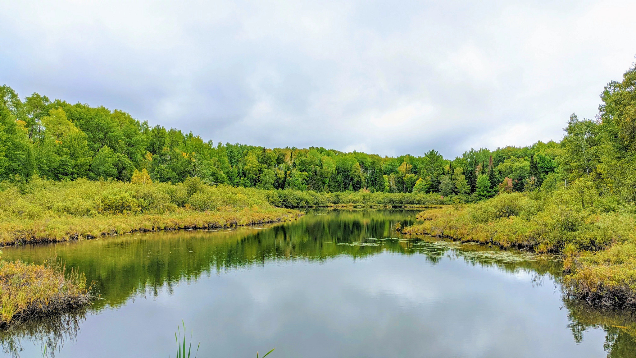 A view of water through trees. 