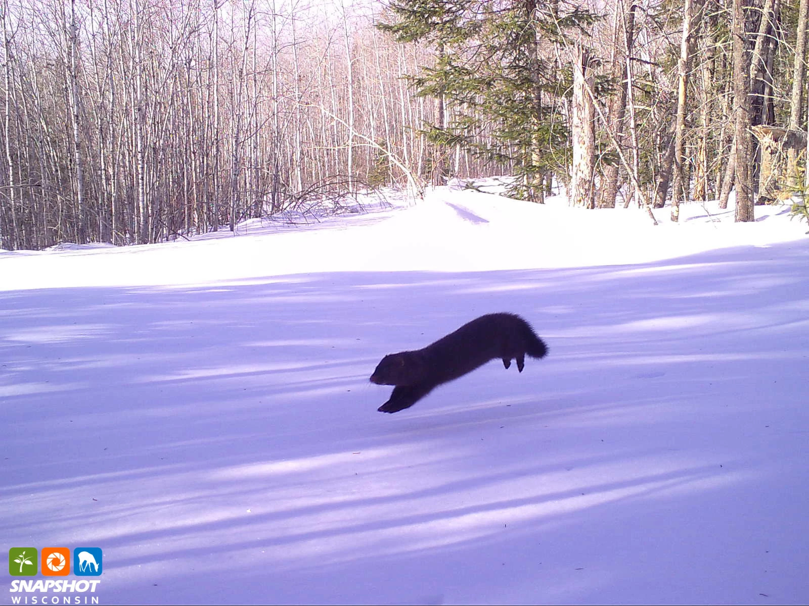 Mink_Douglas_29682688.jpg