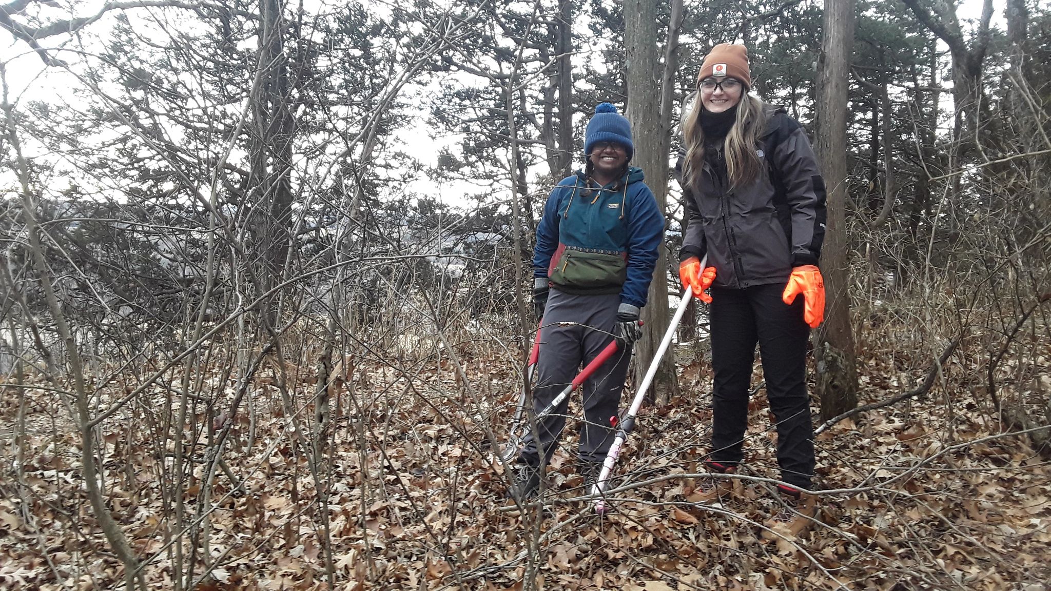 An image of volunteers removing shrub at a state natural area.