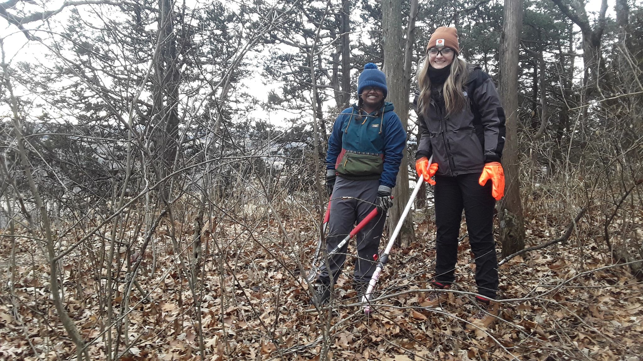 An image of volunteers removing shrub at a state natural area. 