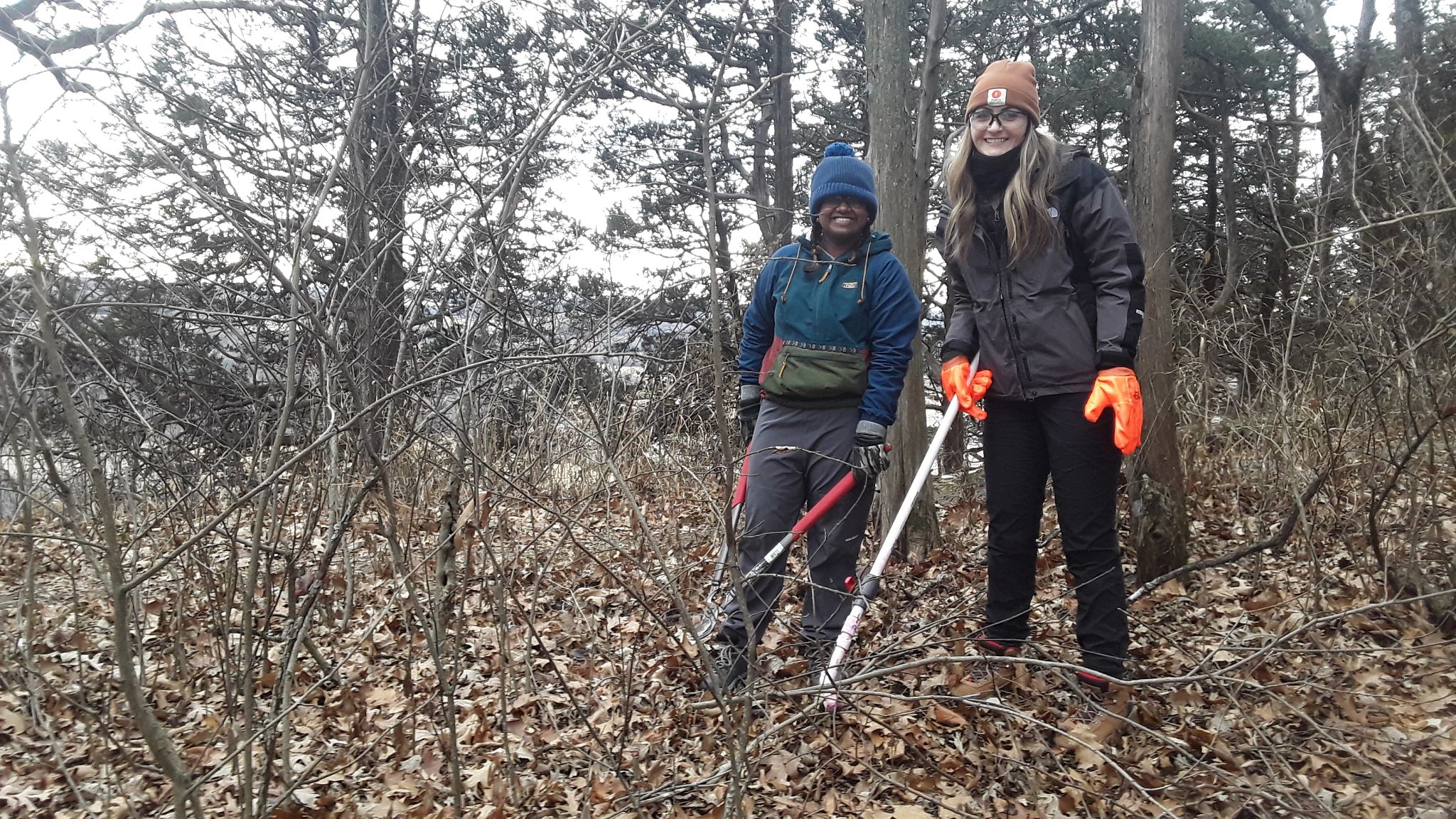 An image of volunteers removing shrub at a state natural area. 
