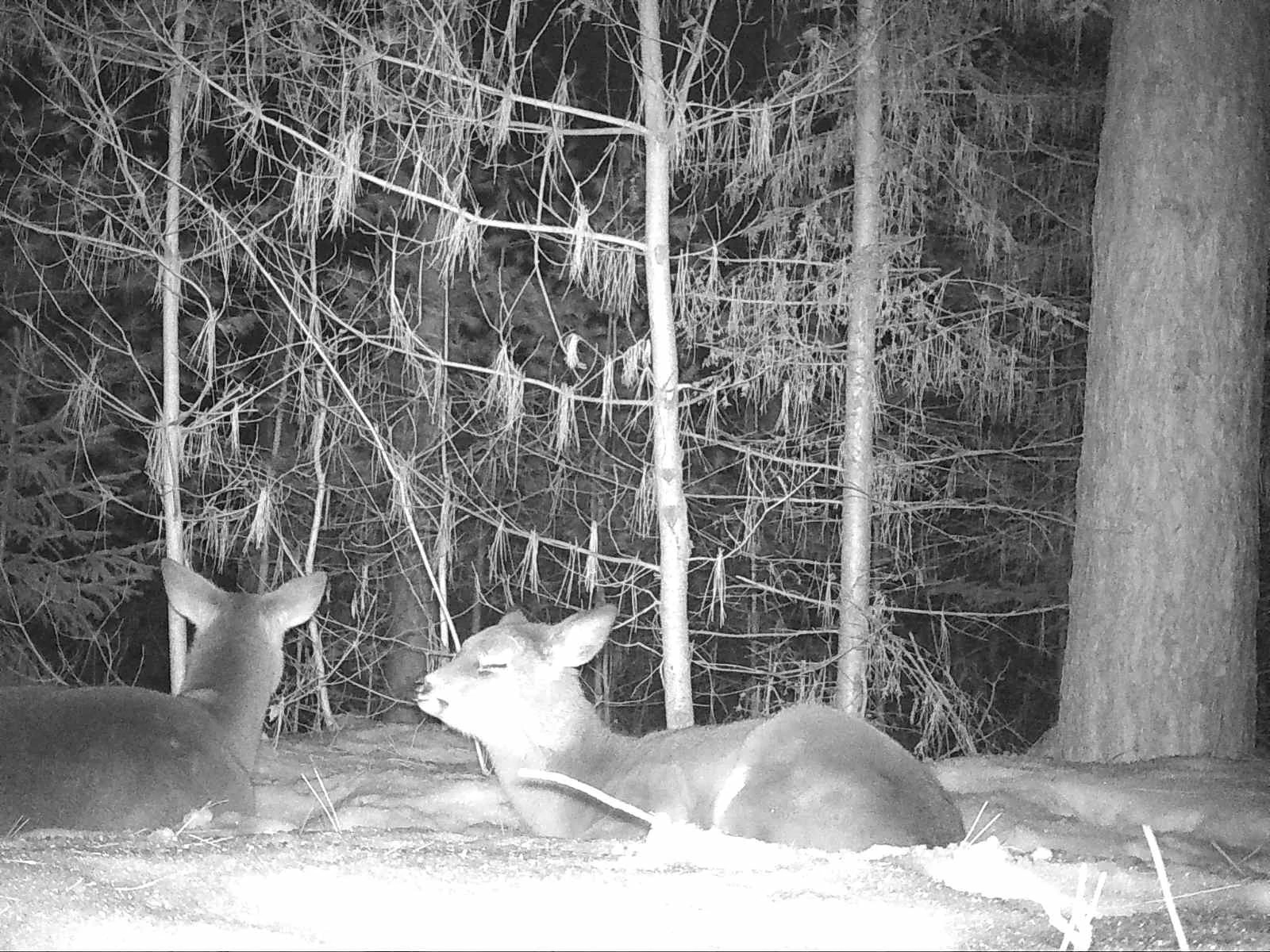Deer_at_night_in_winter.jfif