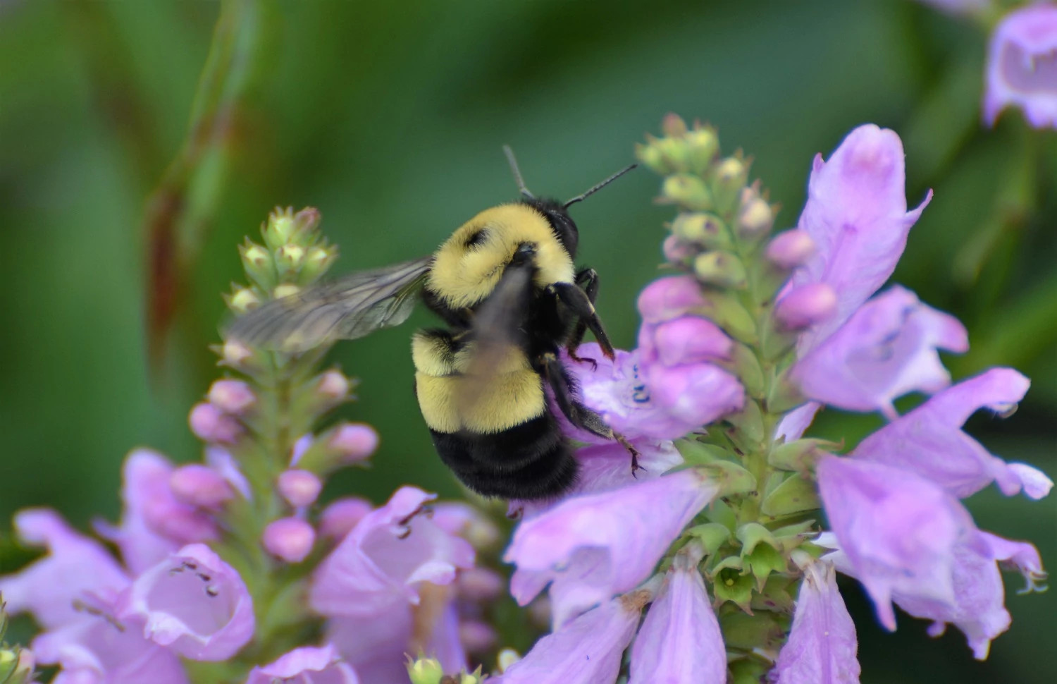 Beautiful Bees | Wisconsin DNR