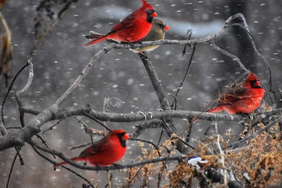 multiiple red cardinals on snowy branches