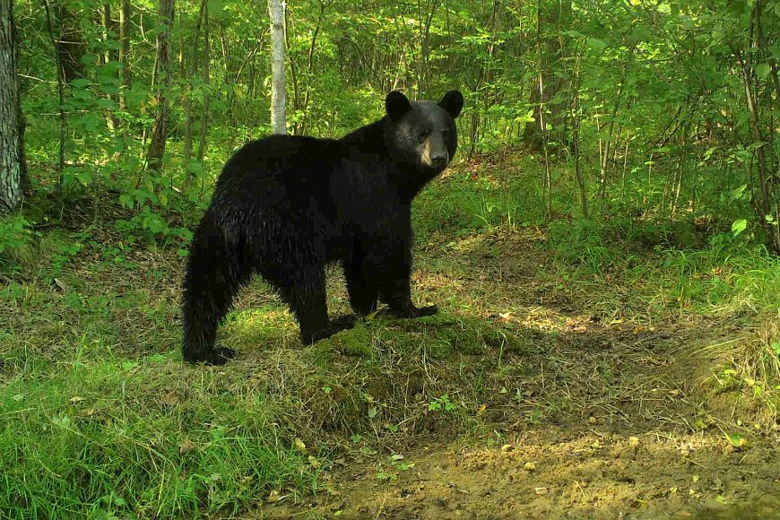A black bear stands in a forest clearing surrounded by trees with green leaves.