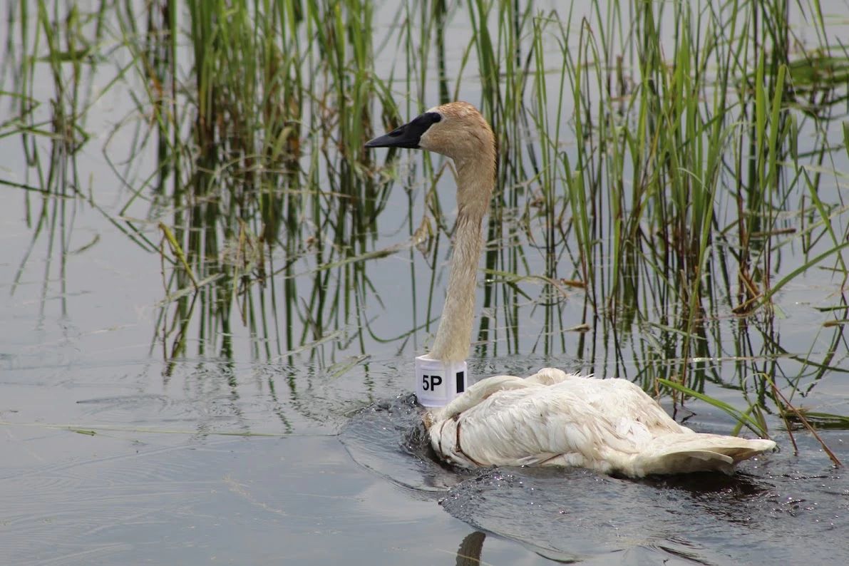 An image of a trumpeter swan outfitted with a GPS collar. 