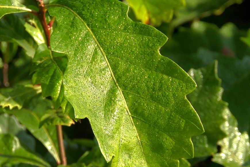 a close-up photo of a swamp white oak leaf on a seedling