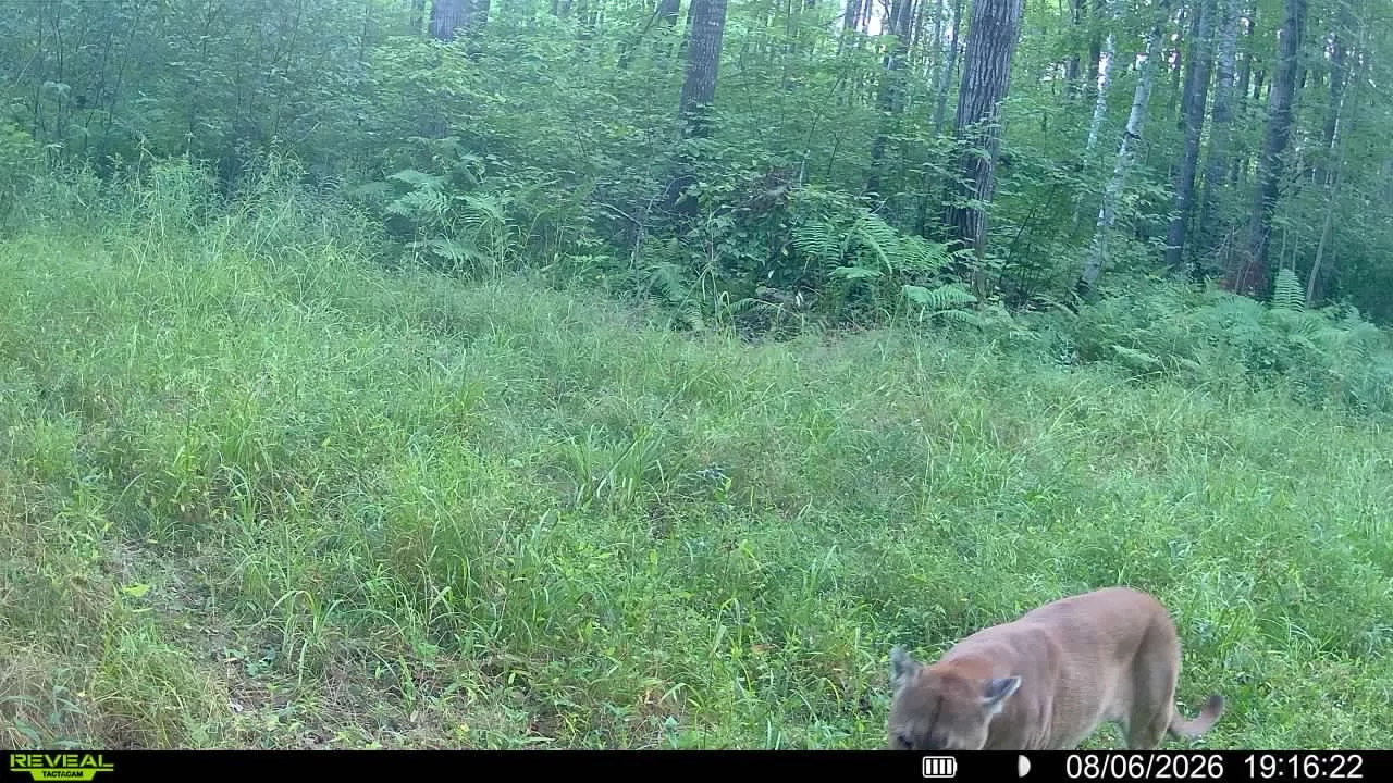 A photo of a cougar taken by a trail camera on a grassy forest path.