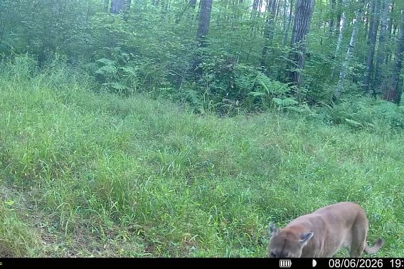 A photo of a cougar taken by a trail camera on a grassy forest path.