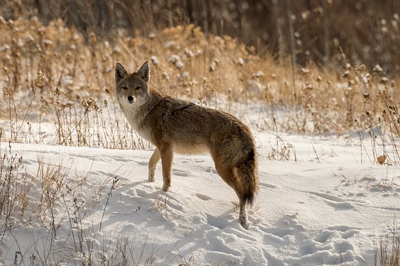 Mondays at Mead: Coyotes | Wisconsin DNR