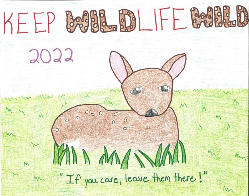 A poster created by a fifth-grader using colored pencils, showing a fawn laying in the grass with the words "Keep Wildlife Wild 2022" and "If you care, leave them there!"