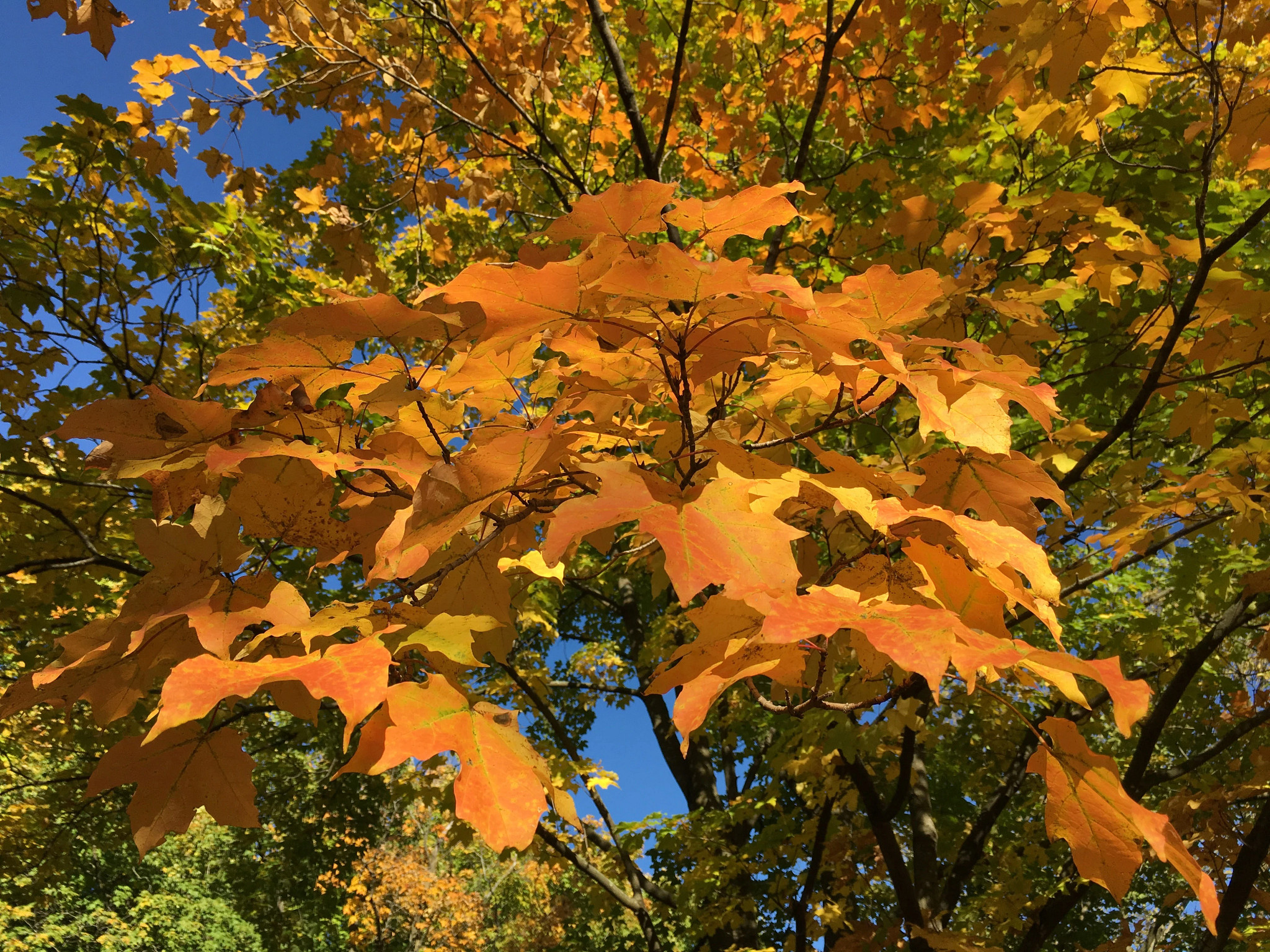 Nature Make & Take - Sun Catchers | Wisconsin DNR