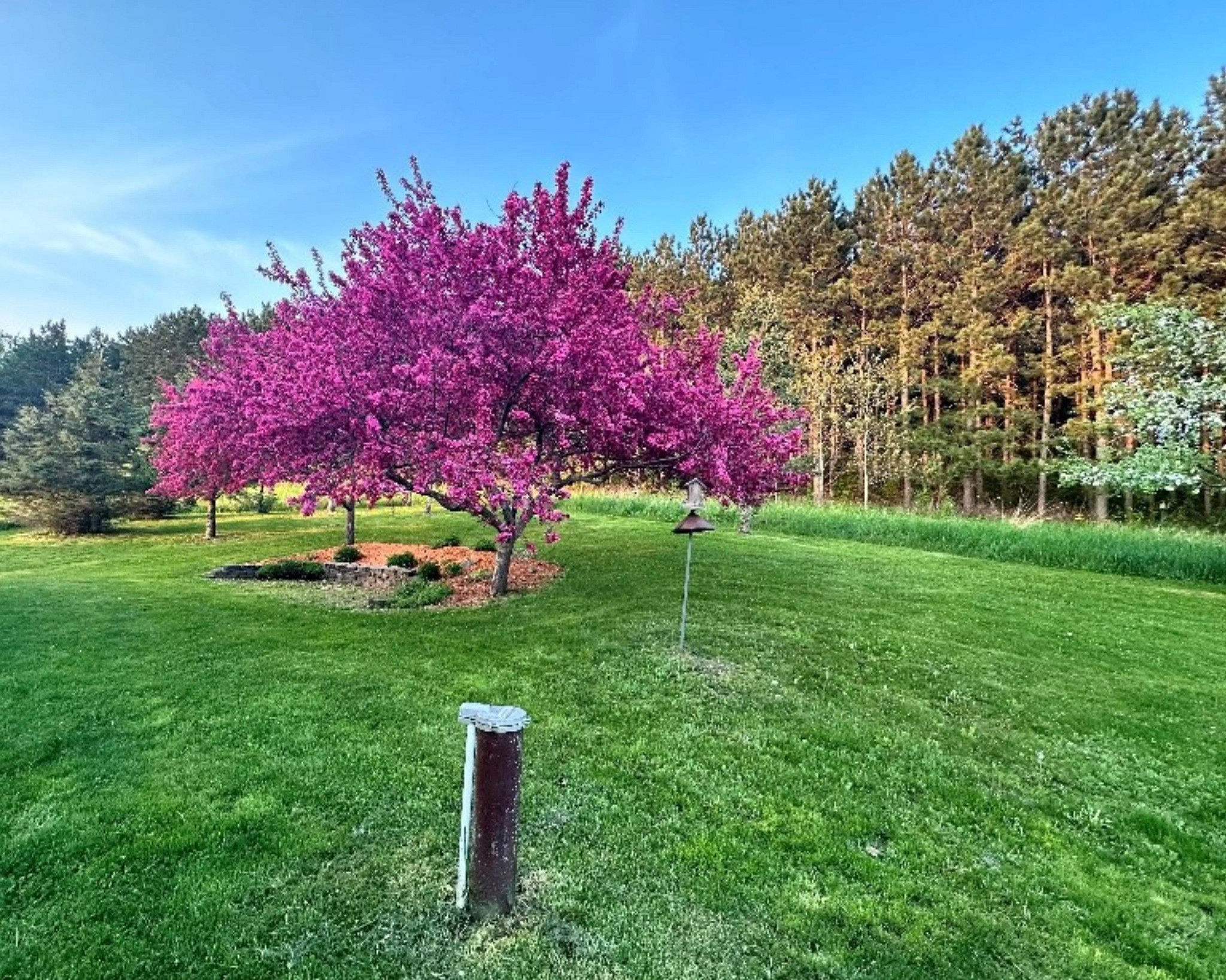 A vibrant, purple-leafed tree stands in a landscaped arboretum. 