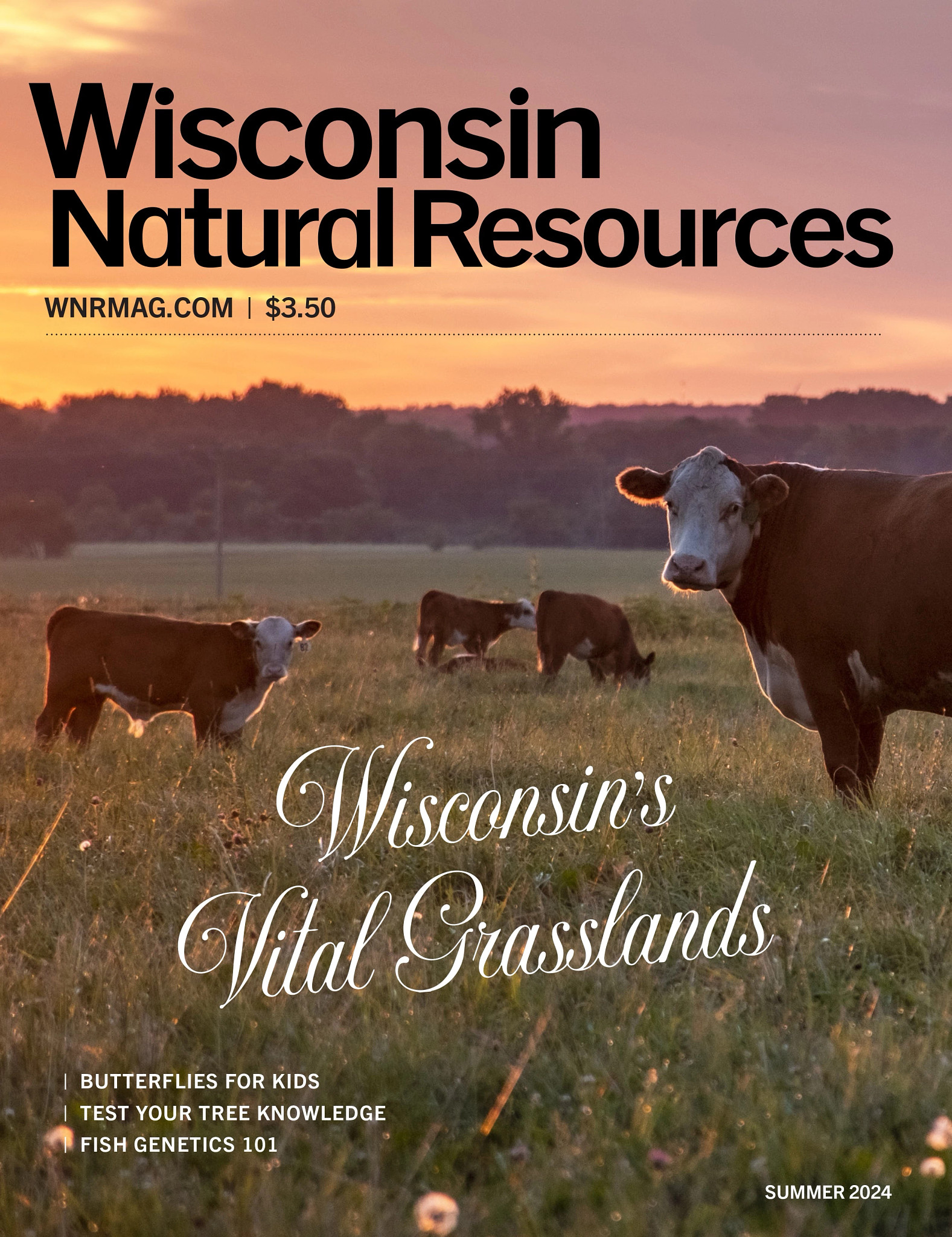 front cover of summer wisconsin natural resources showing image of cows grazing in a field with words "wisconsin's vital grasslands"