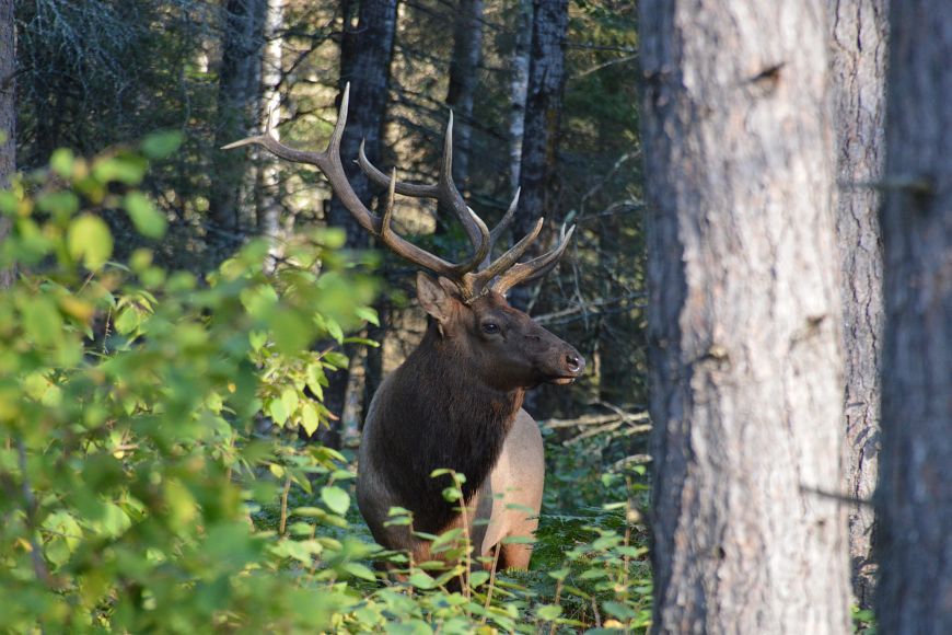 A bull elk is seen standing in the woods through green foliage. 