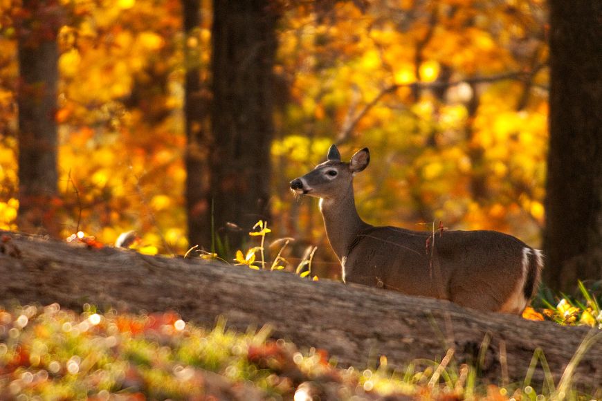 A white-tailed doe stands behind a downed tree with a forest filled with yellow and orange fall colors blurred in the background.