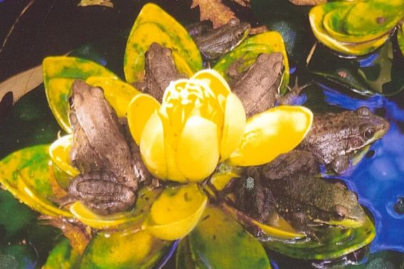 several frogs resting on plants in water