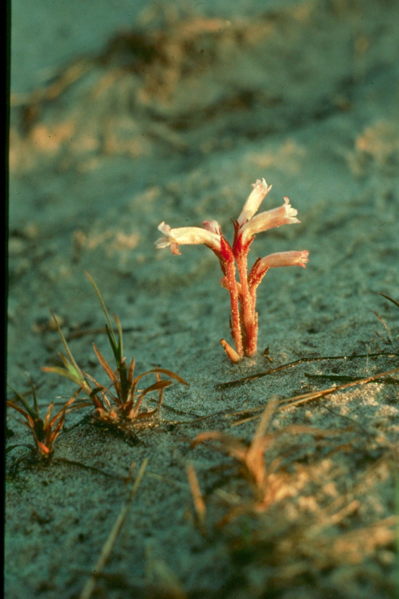 A closeup of clustered broomrape, a rare parasitic plant with small white flowers and reddish brown stems, in the sand surrounded by some aquatic greenery.