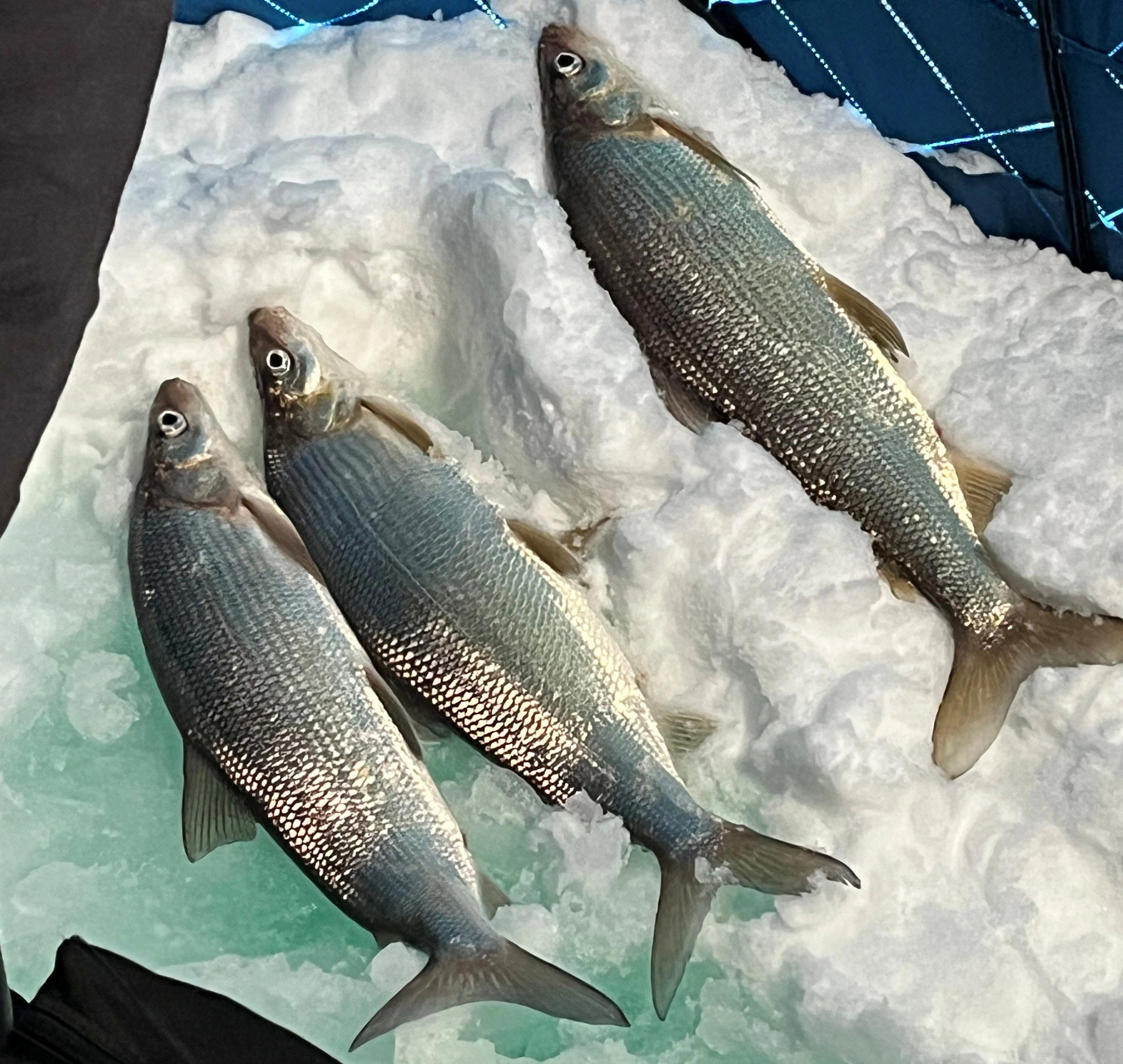 Three lake whitefish laying on the ice beside an ice fishing hole. 