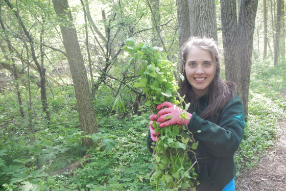 A volunteer holds pulled invasive garlic mustard outside.