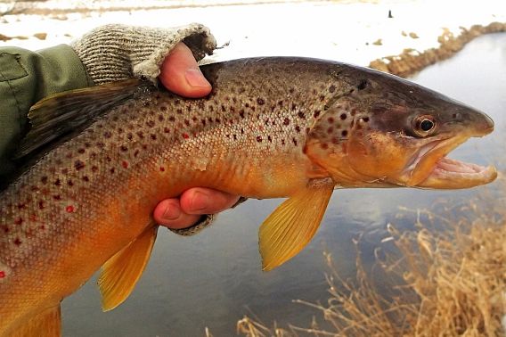 closeup of trout in man's hand