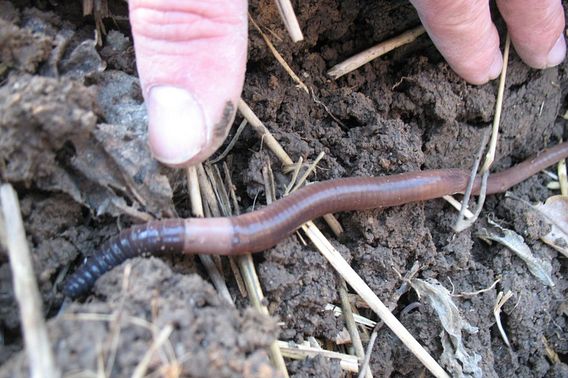 Wisconsin Worms Storytime: Wiggling Worms | Wisconsin DNR
