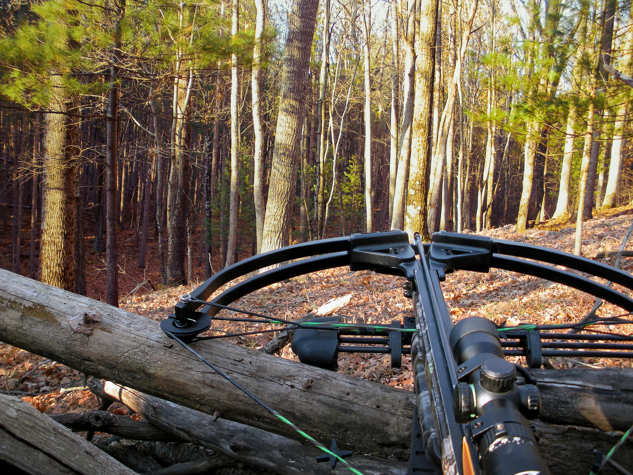 crossbow aimed in the woods