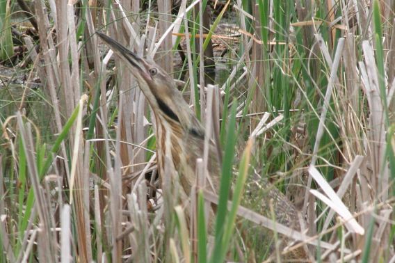 American bittern