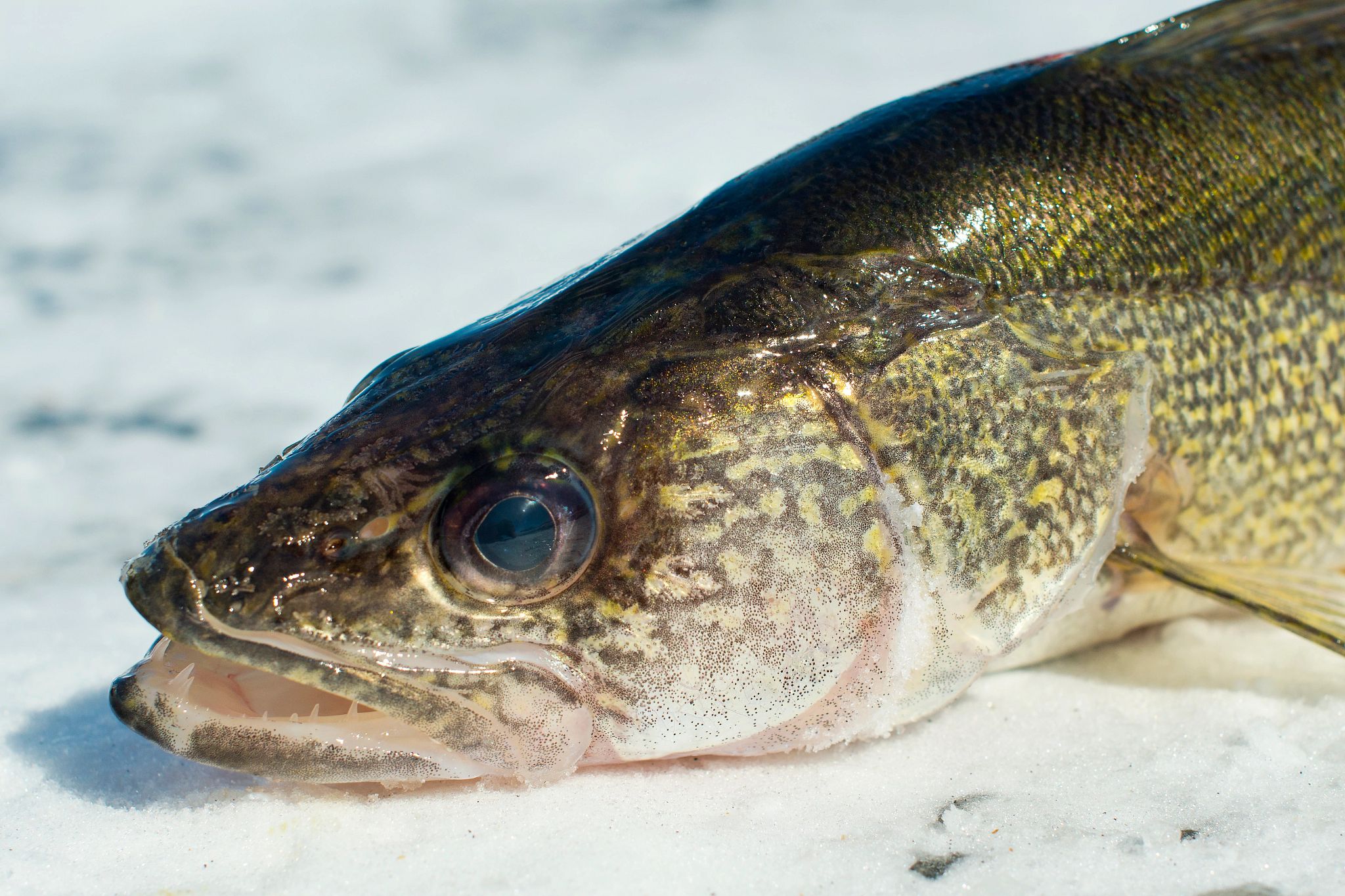 A walleye out of water, laying on ice.