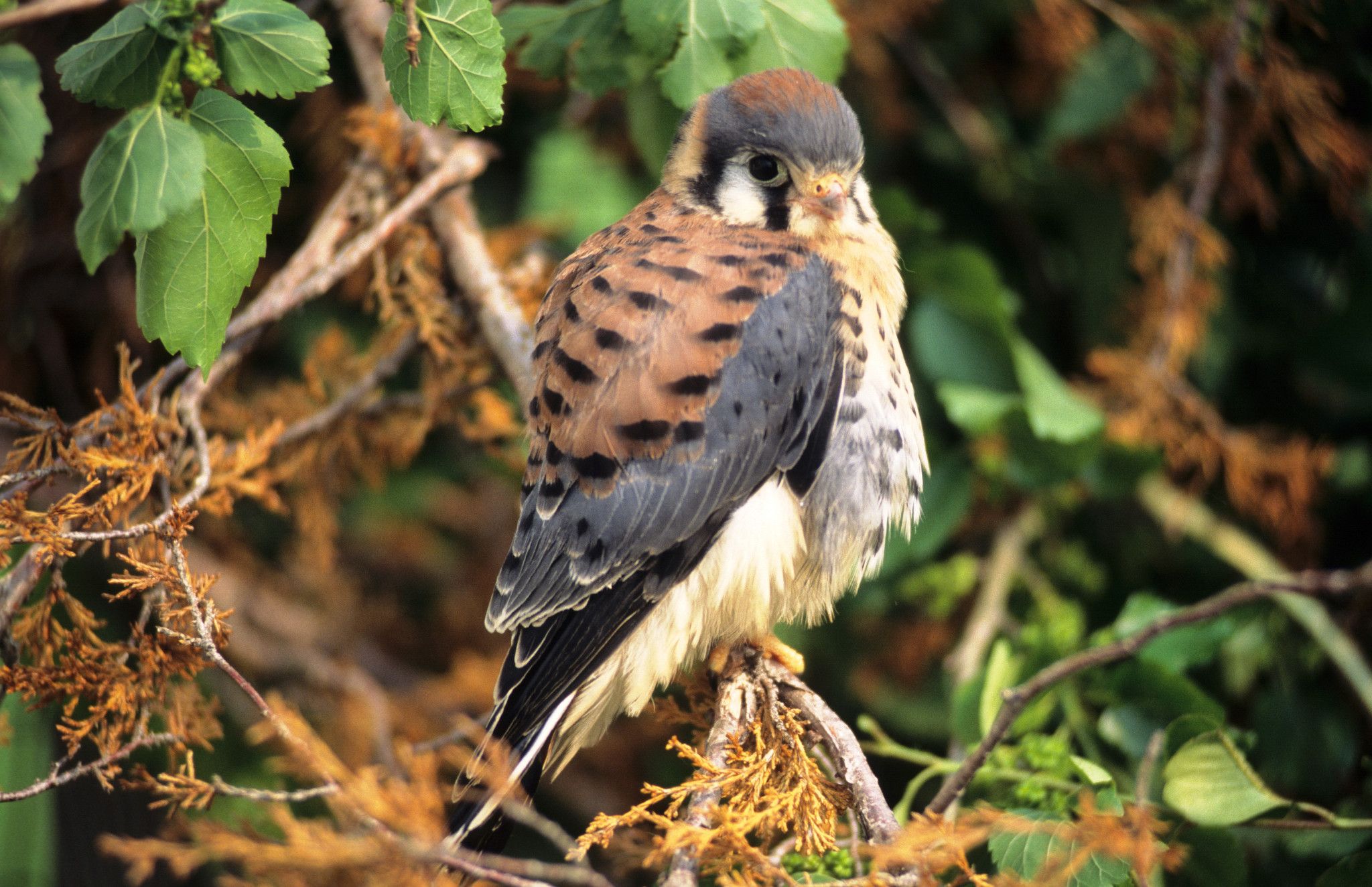 Raptor Education | Wisconsin DNR
