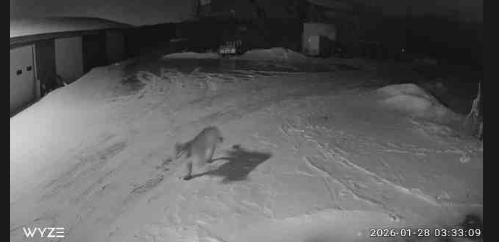 CougarSighting_WilliamGibbs_01282026.jpeg