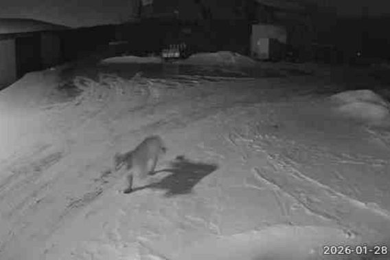 CougarSighting_WilliamGibbs_01282026.jpeg