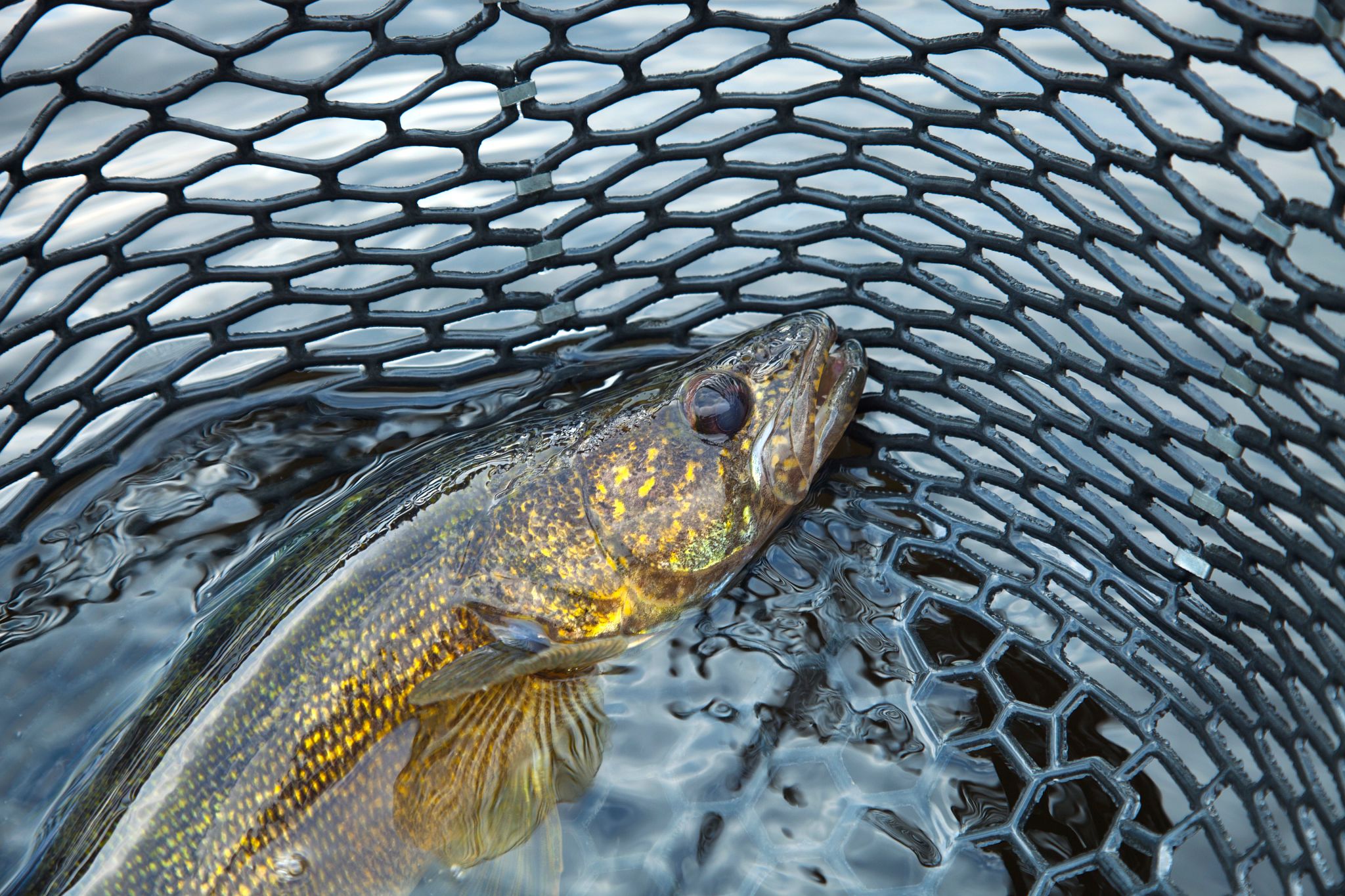 An image of a walleye caught in a fishing net. 