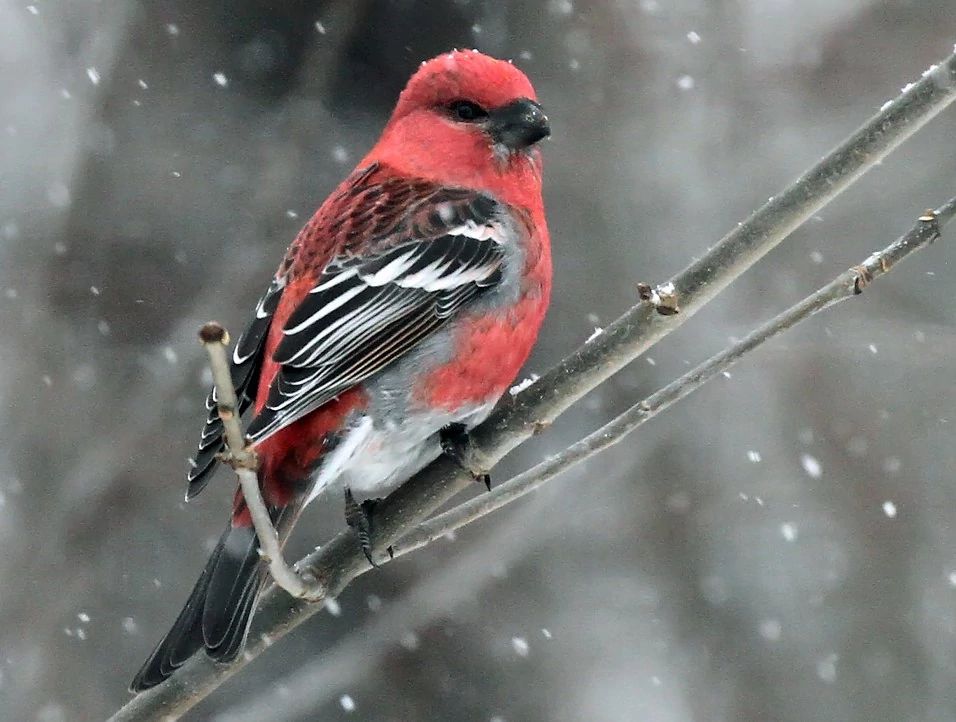 Wisconsin’s Winter Birds | Wisconsin DNR