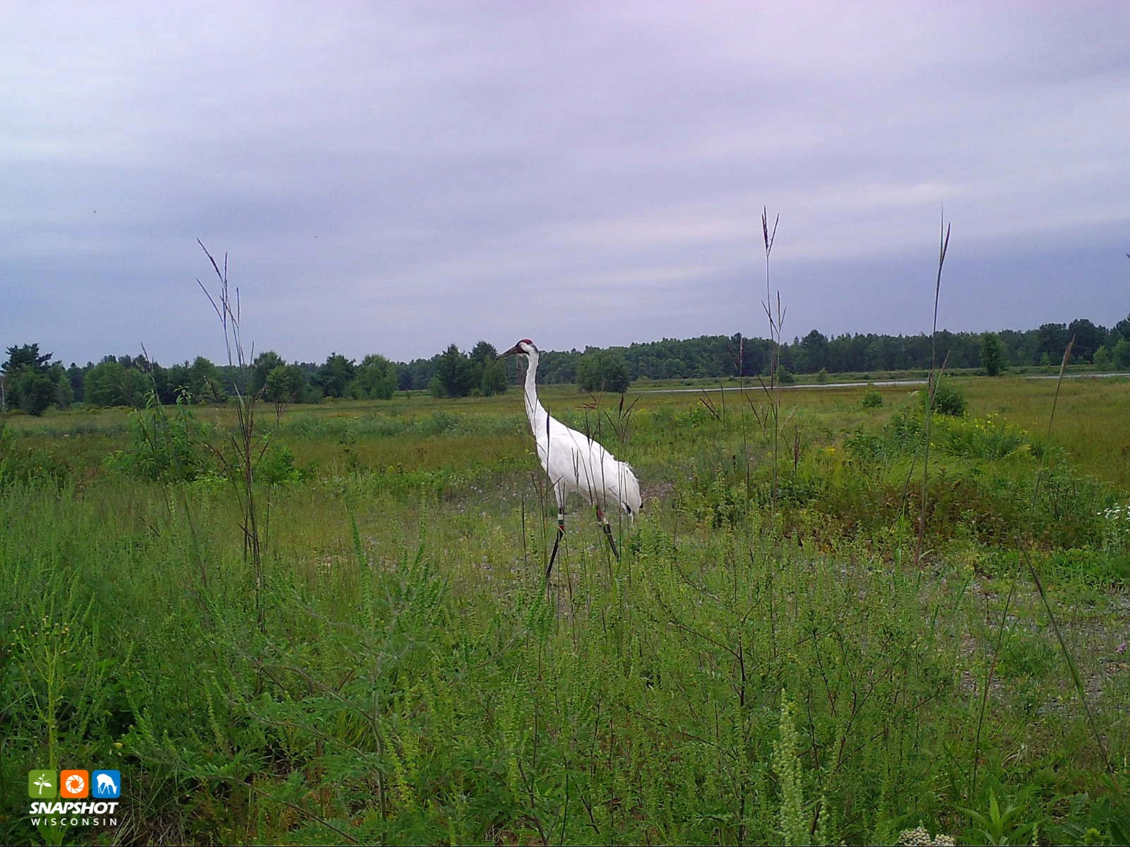 Crane_Whooping_BlackRiverFallsElk_32336277.jpg