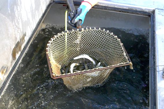 Musky fingerlings in a net prior to stocking in a Wisconsin lake.