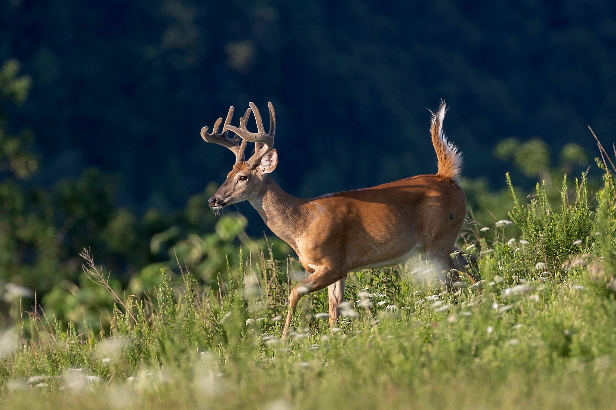 An image of a white-tail buck walking through a field. 