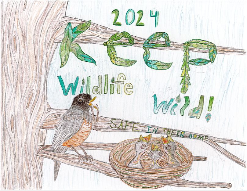 a colored poster with a bird and chicks in a tree with a nest and "2024 Keep Wildlife Wild" written