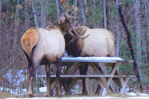 two elk locking  horns by picnic table