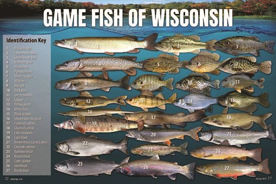 wnrmagSU21RWgamefish.jpg