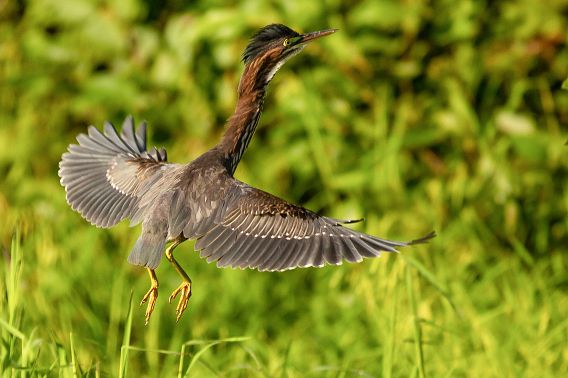 GW_GreenHeronTakingFlight_2023.jpeg