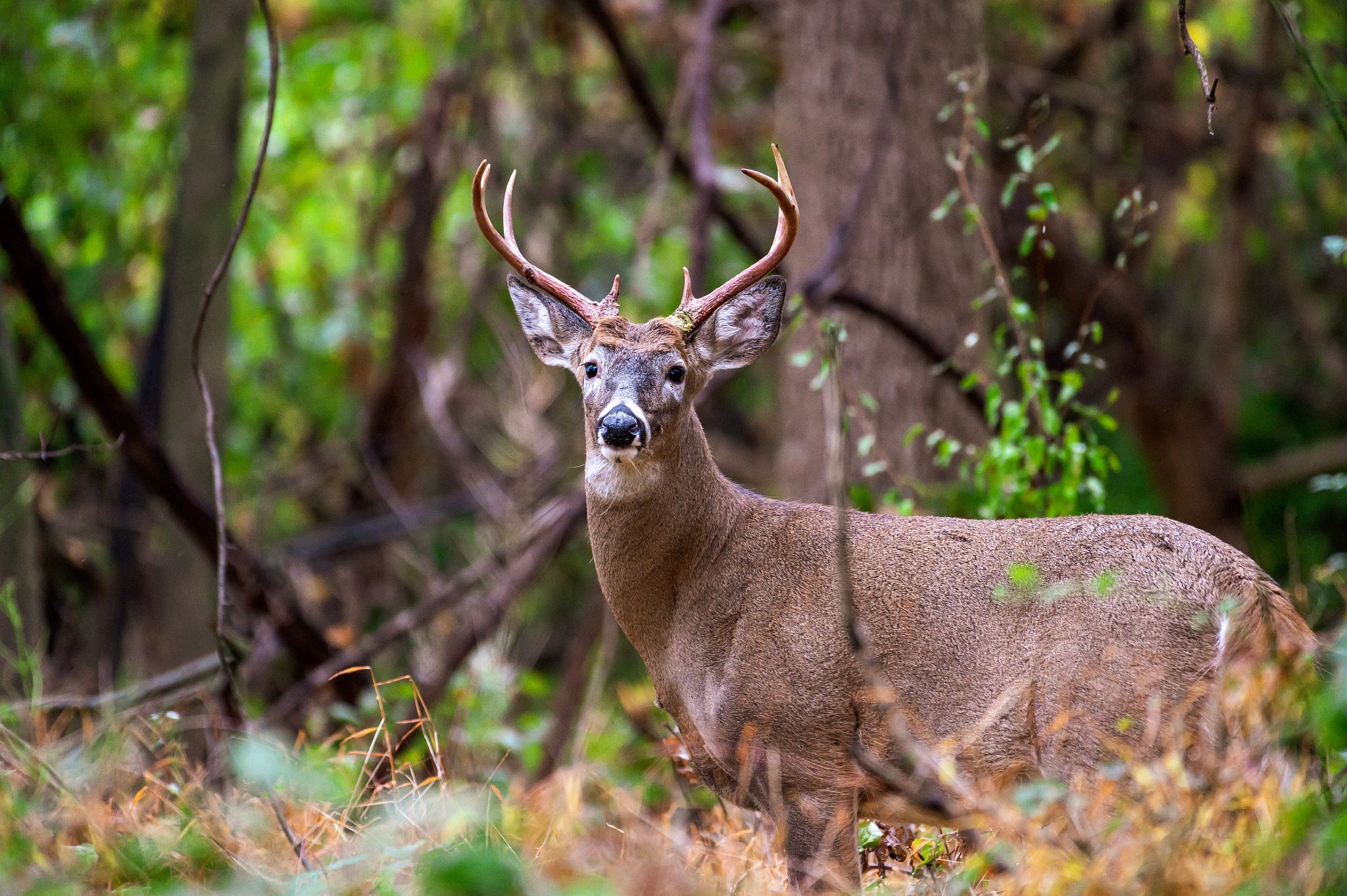 Wisconsin DNR news release