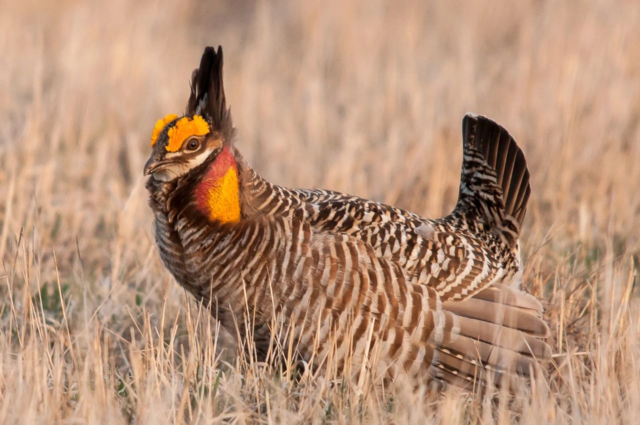 An image of a greater prairie-chicken walking through a prairie.