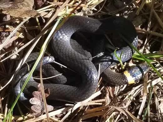 Northern Ringneck Snake