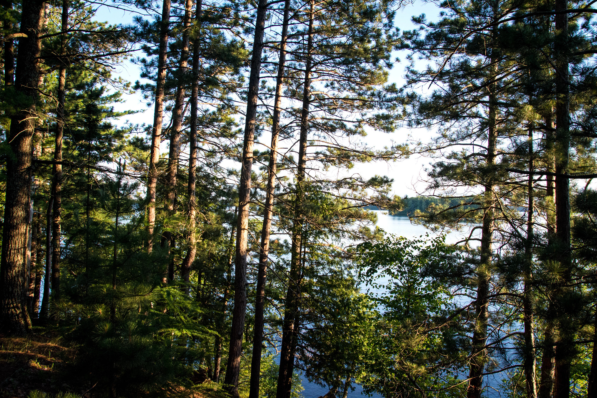 A photo of pine trees in the Northern Highland - American Legion State Forest.